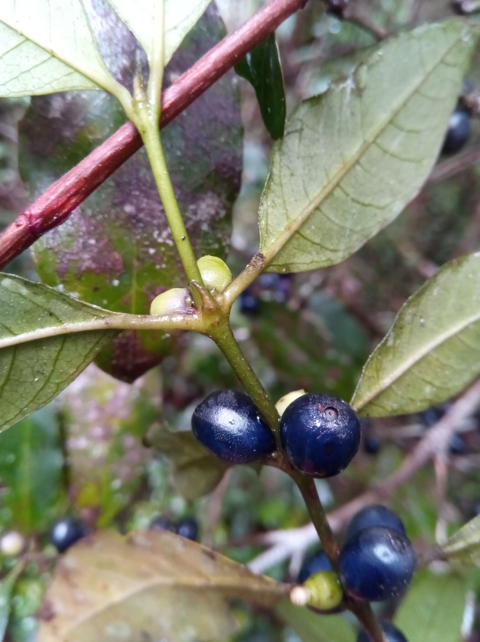 Plancia ëd Saldinia axillaris (Lam. ex Poir.) Bremek.