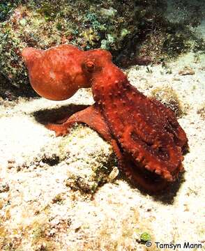 Image of Starry night octopus