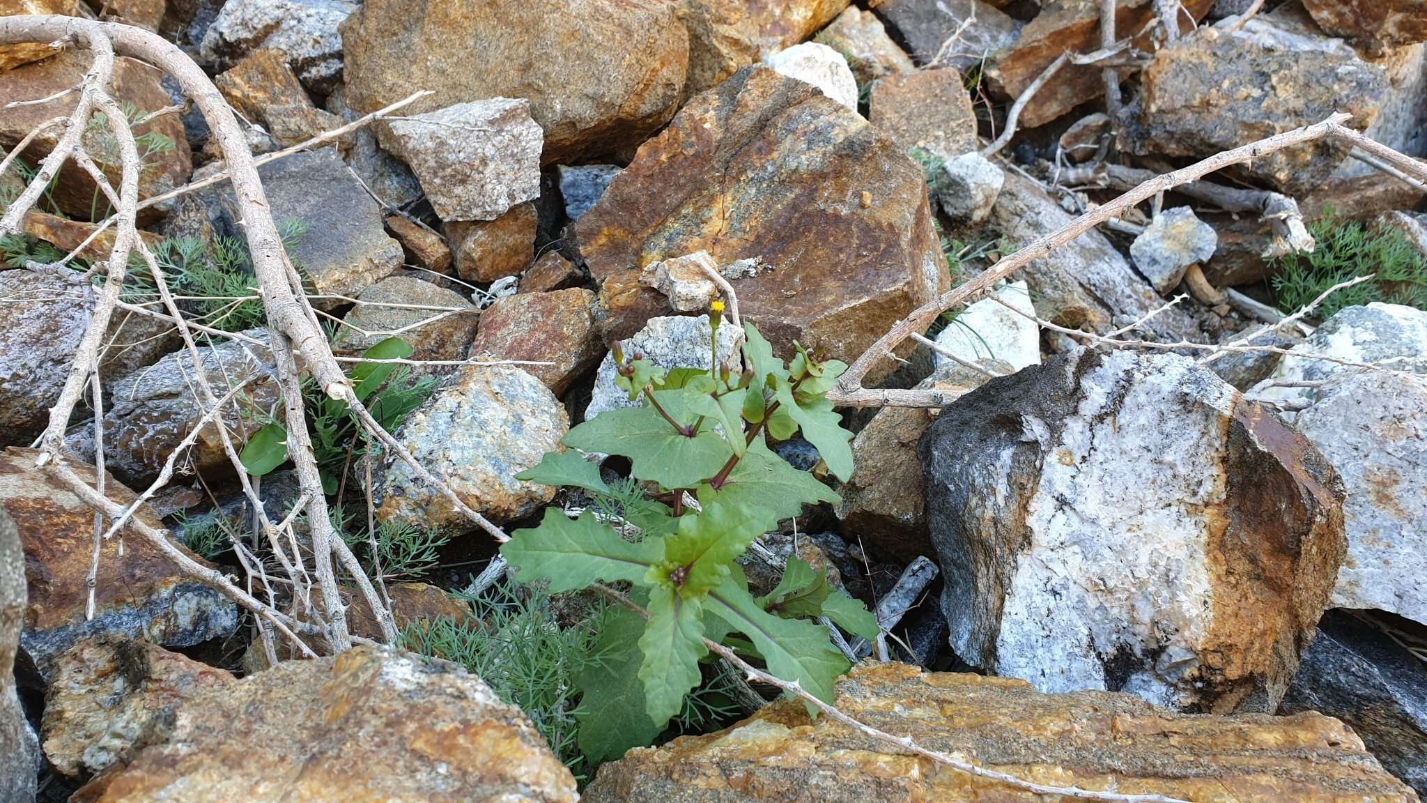 Image of Mojave ragwort