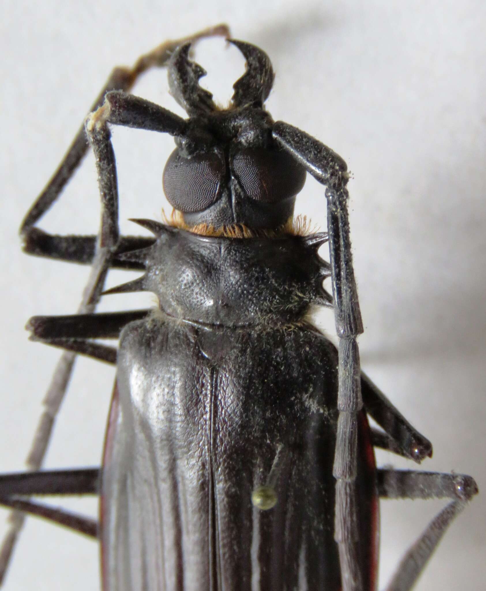 Image of Derobrachus sulcicornis Le Conte 1851