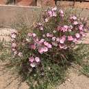 Convolvulus fruticosus Pall. resmi