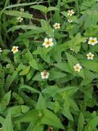 Image of Zinnia flavicoma (DC.) Olorode & A. M. Torres