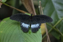 Sivun Papilio mayo Atkinson 1873 kuva