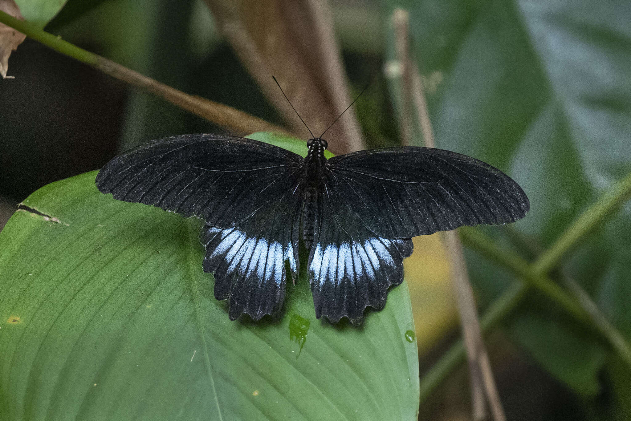 Image of Papilio mayo Atkinson 1873