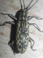 Macrochenus tigrinus (Olivier 1792)的圖片