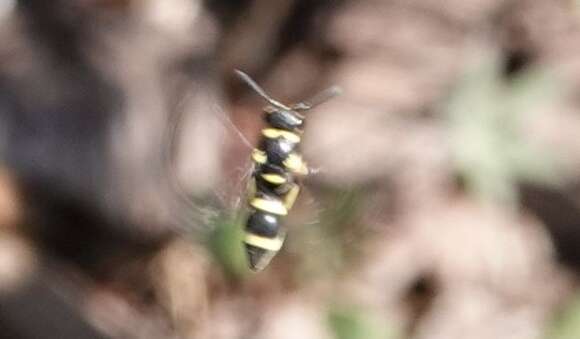 Image of Parancistrocerus declivatus (Bohart 1948)