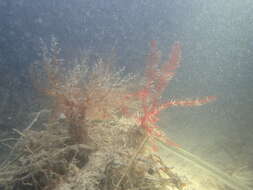 Image of Mediterranean feather star