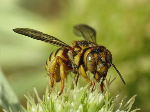 Image de Icteranthidium grohmanni (Spinola 1838)