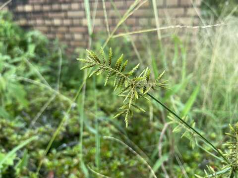 Image de Cyperus microiria Steud.