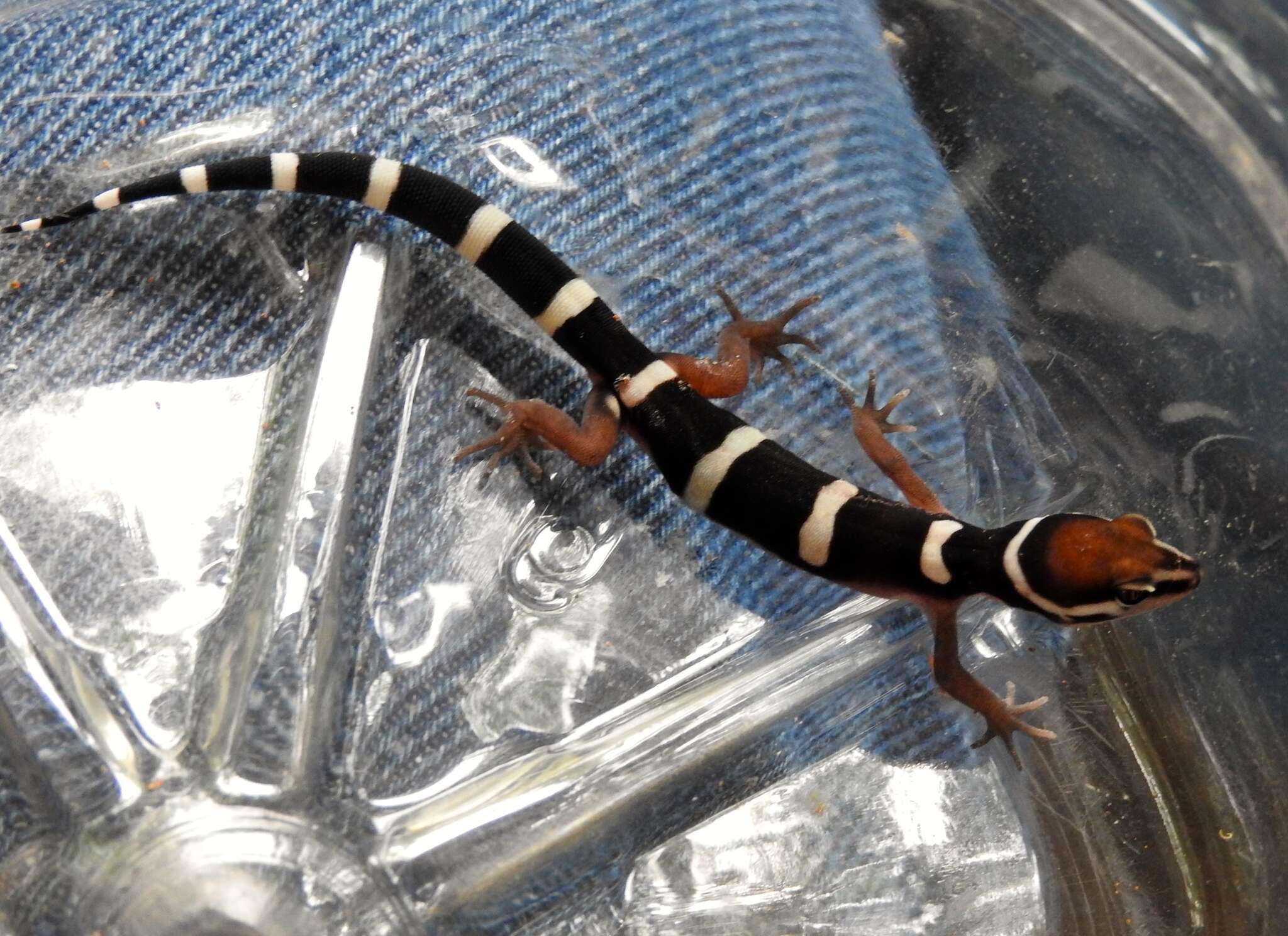Image of Black Banded Gecko
