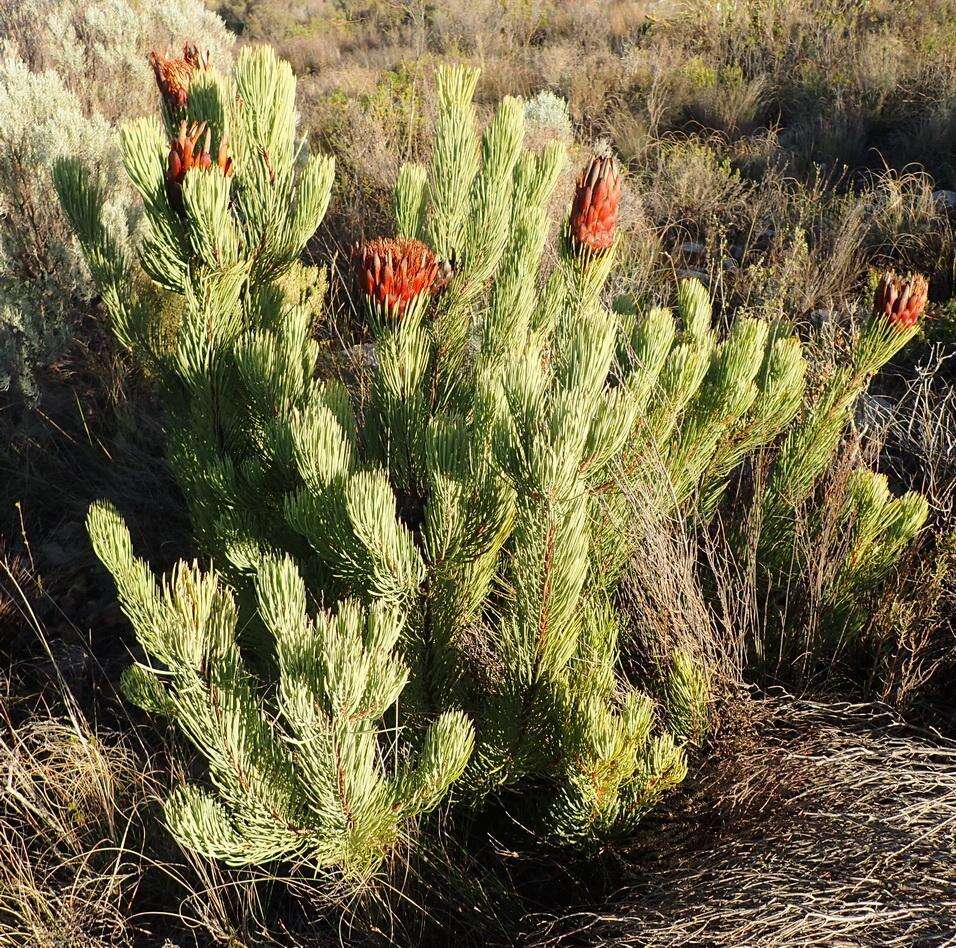 Image of Protea aristata Phillips