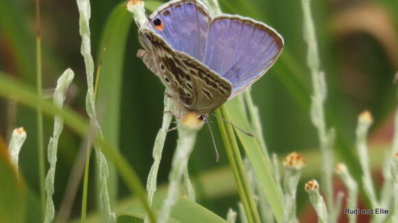 Imagem de Lepidochrysops asteris (Godart (1824))