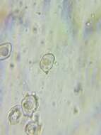 Image of Entoloma formosum (Fr.) Noordel. 1985