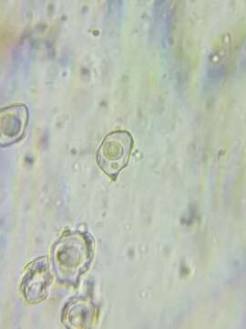 Image of Entoloma formosum (Fr.) Noordel. 1985