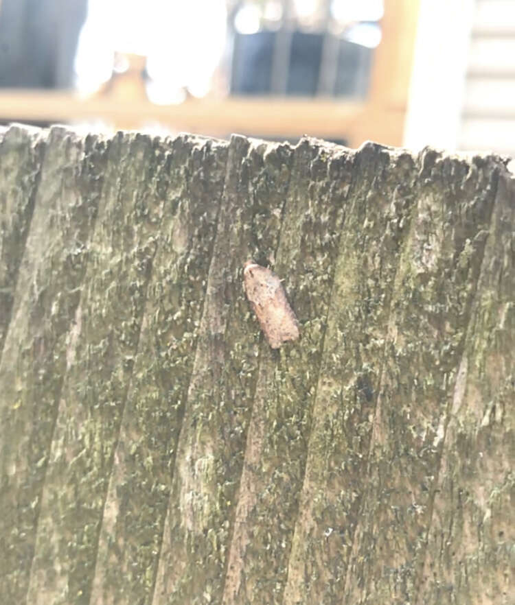 Image of Acleris schalleriana Linnaeus 1761