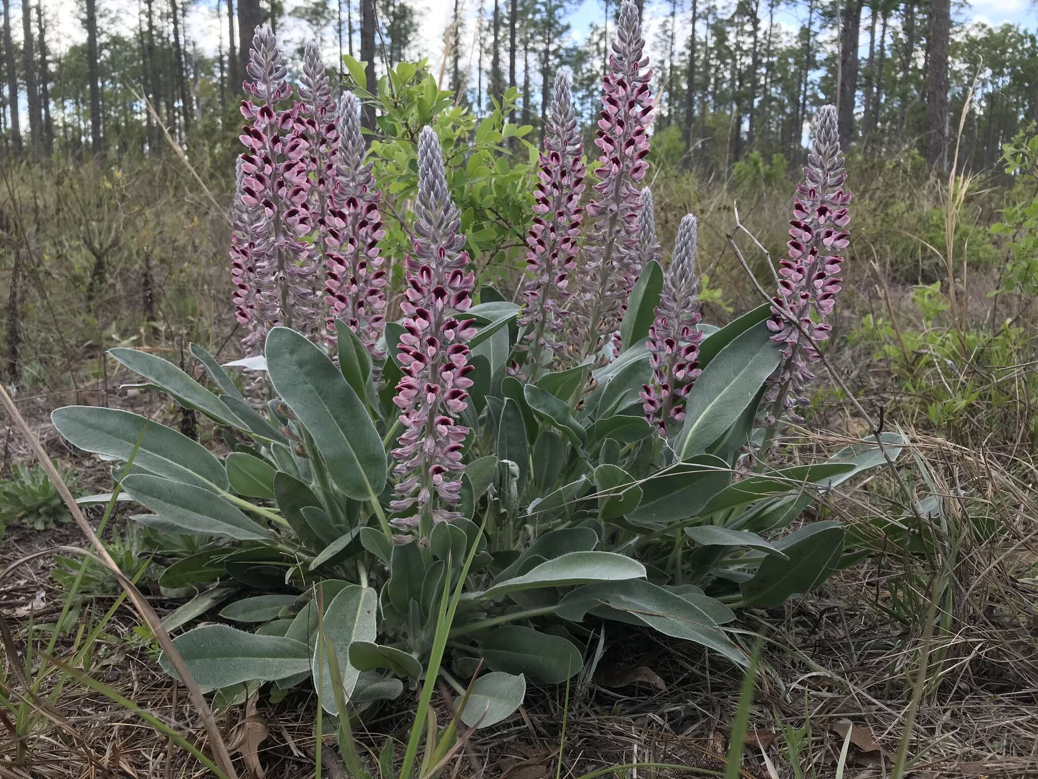 Imagem de Lupinus villosus Willd.