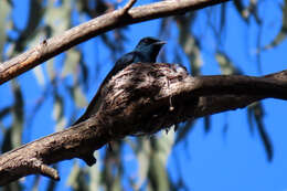 Image of Satin Flycatcher