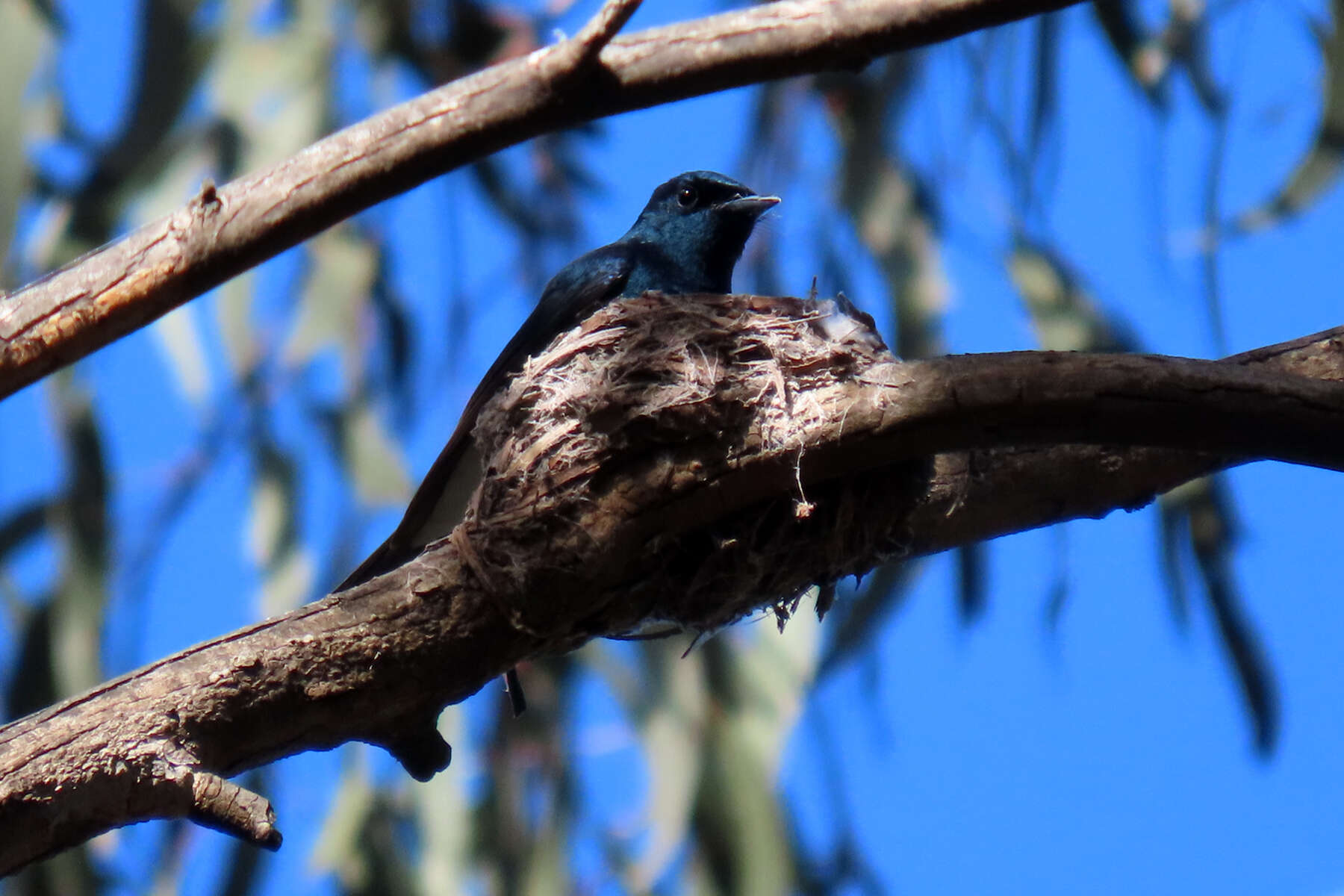 Image of Satin Flycatcher