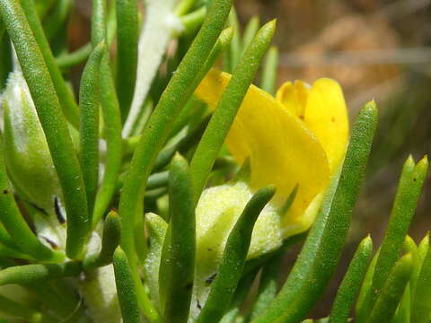 Image of Aspalathus burchelliana Benth.