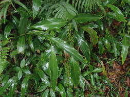 Image of white garland-lily