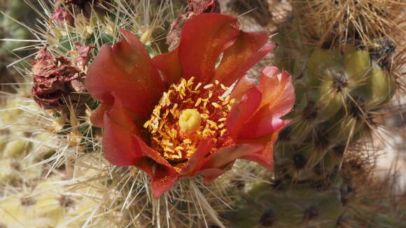 Image de Cylindropuntia wolfii (L. D. Benson) M. A. Baker