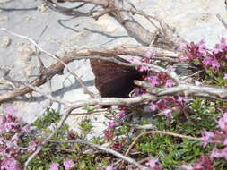 Image of Lefèbvre’s Ringlet