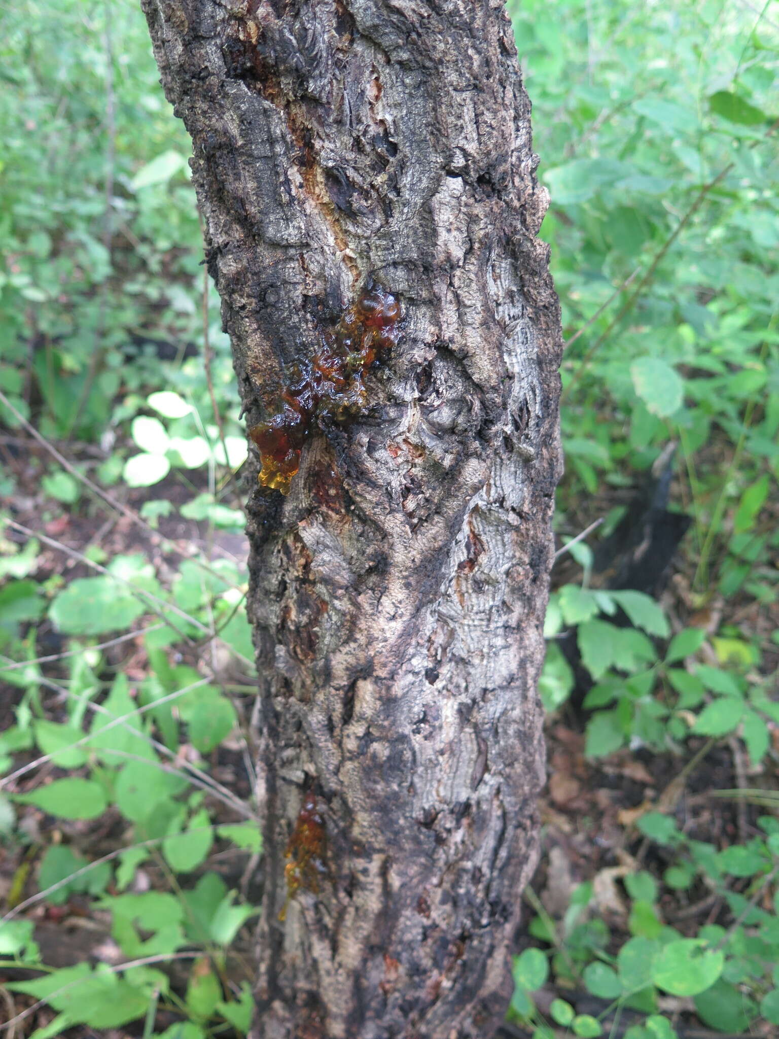 Слика од Prunus mandshurica (Maxim.) Koehne