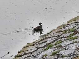 Image of Eurasian Common Moorhen