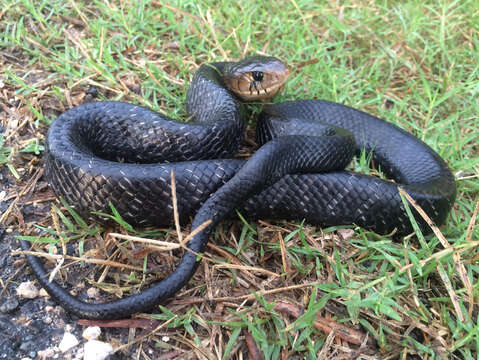 Image of Central American Indigo Snake