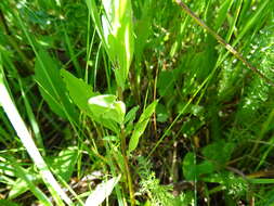 Imagem de Oenothera perennis L.