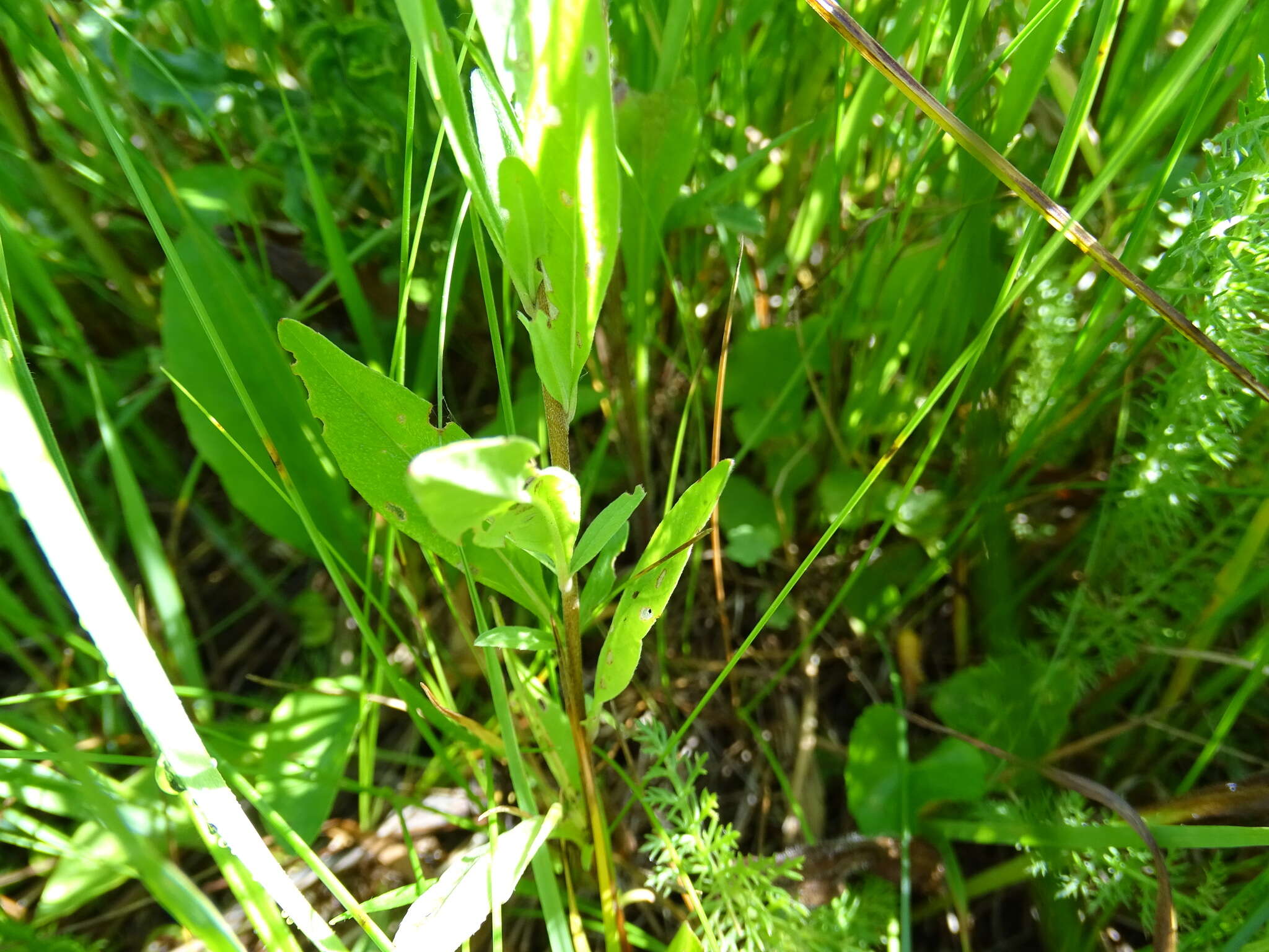 Imagem de Oenothera perennis L.