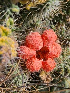 Image of Caiophora rosulata subsp. rosulata