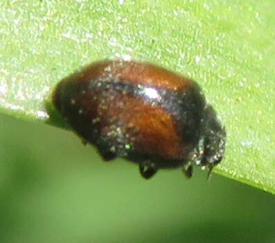 Image of Lady beetle