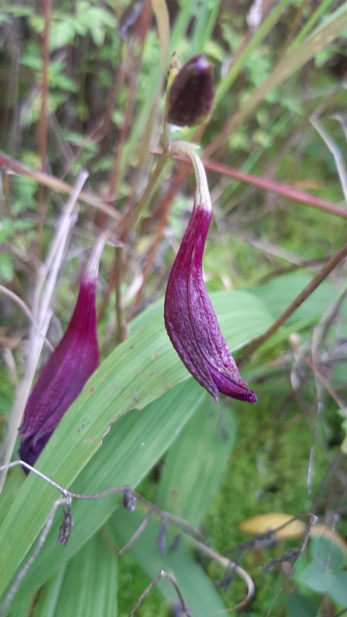 Image of Bletia purpurata A. Rich. & Galeotti