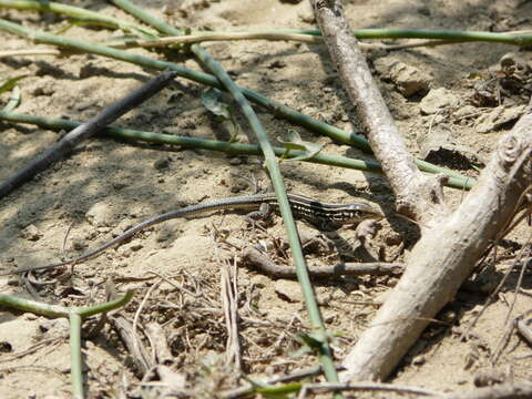 Image of Four-lined Ameiva