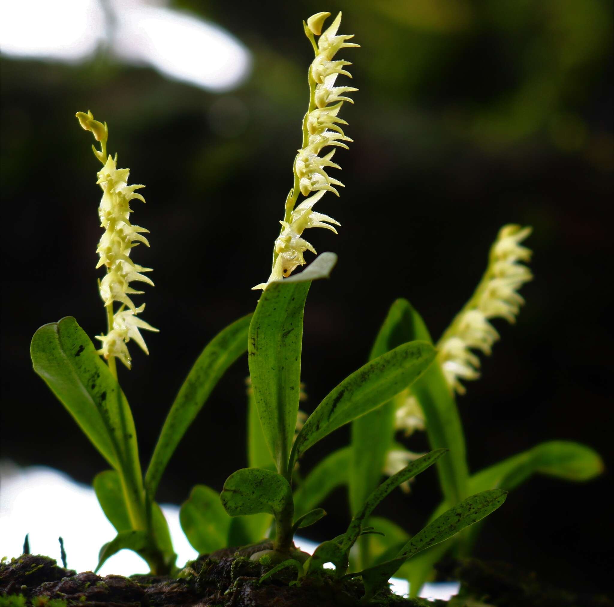 Image of Porpax filiformis