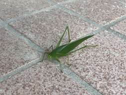 Image of Japanese broadwinged katydid