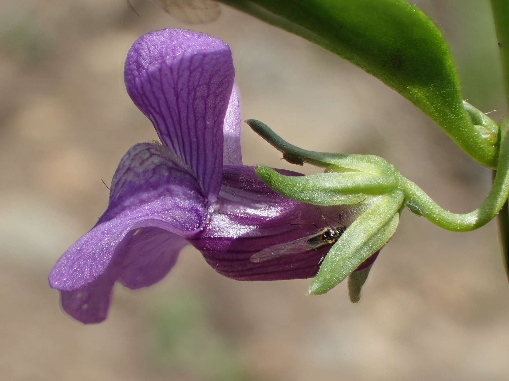 Imagem de Antirrhinum strictum (Hooker & Arnott) A. Gray