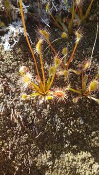 Image of New Zealand sundew