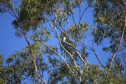 Image of Grey Butcherbird