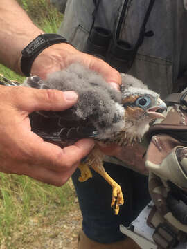 Image of Aplomado Falcon