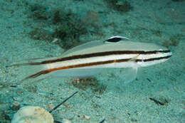 Image of Twostripe goby