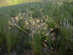 Image of Eriosynaphe longifolia (Fisch. ex Spreng.) DC.