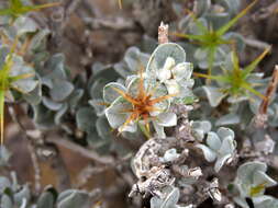 Image of Macledium spinosum (L.) S. Ortiz