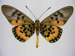 صورة <i>Acraea <i>egina</i></i> egina