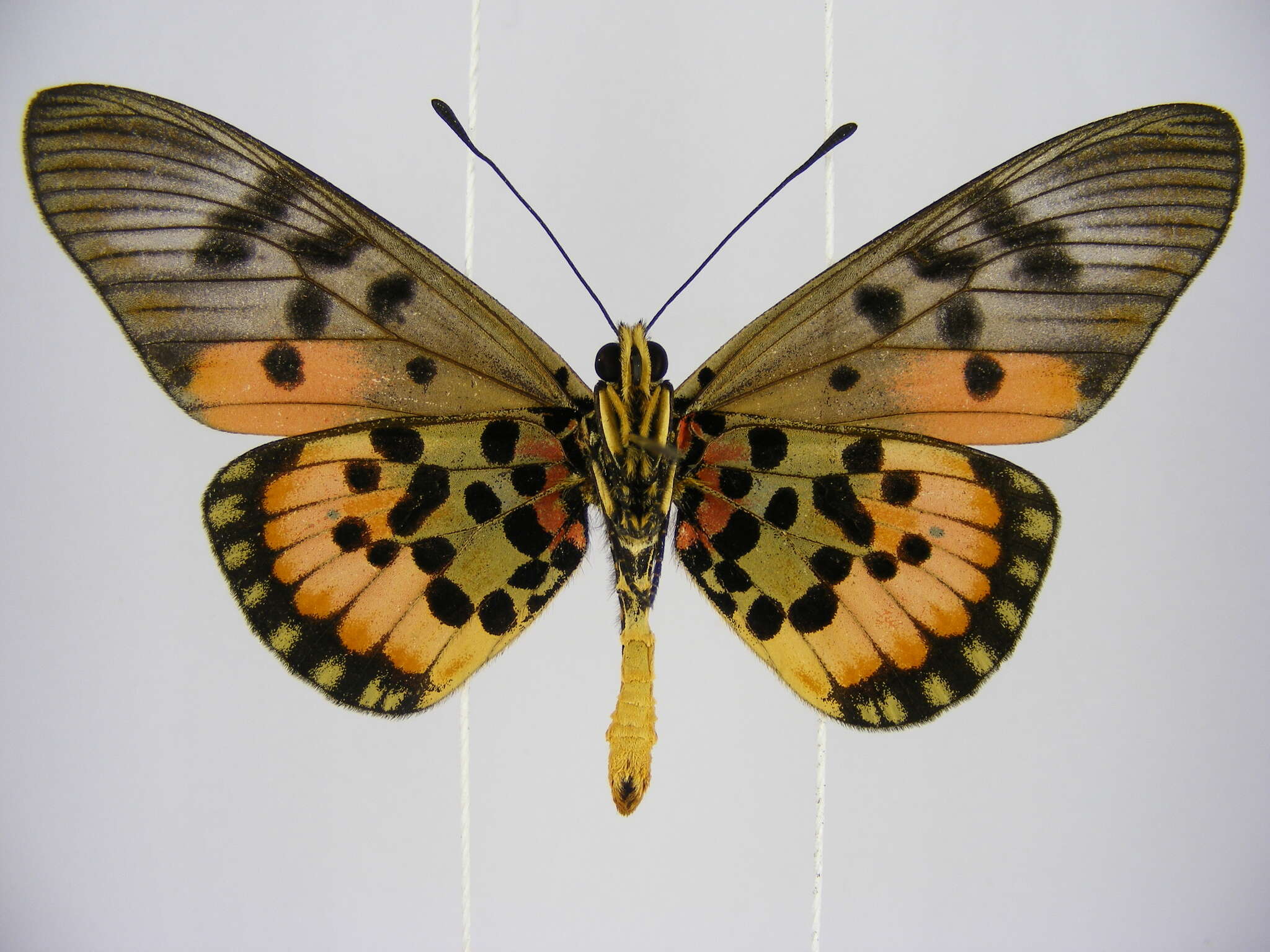 صورة <i>Acraea <i>egina</i></i> egina