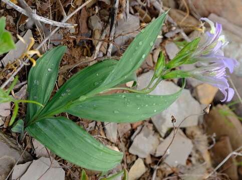 Image of Babiana salteri G. J. Lewis