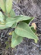 Image of Asclepias aequicornu Fourn.