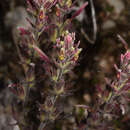 Imagem de Castilleja cerroana Edwin