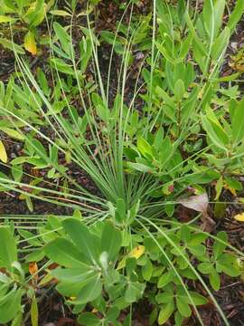 Image of eastern turkeybeard